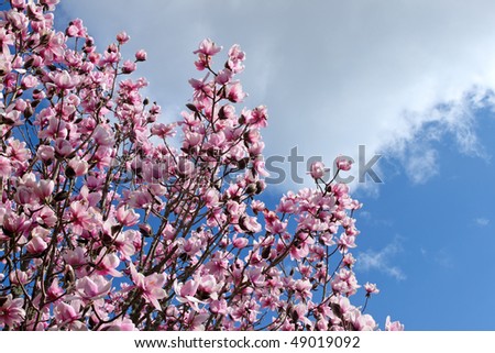 magnolia tree blossom. stock photo : Magnolia tree