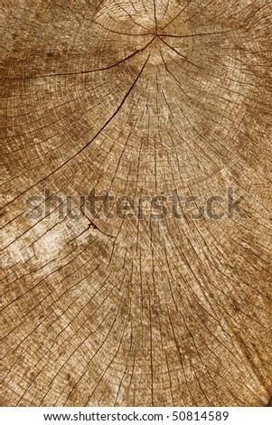 Tree stump wood rings close up.