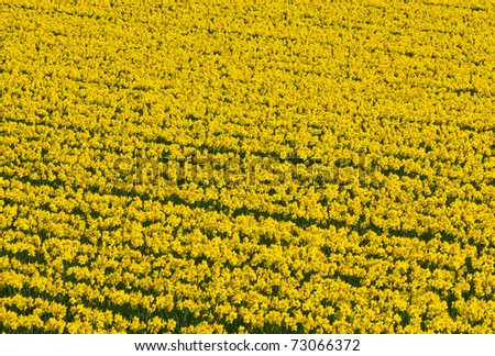 Thousands of yellow daffodils flowers in an English field.