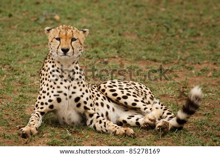 A cheetah looking at camera in Masai Mara Game Reserve