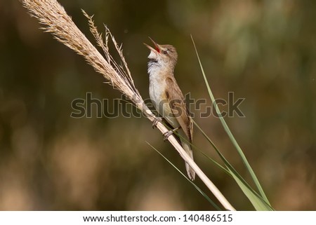 A Great Reed Warbler (Acrocephalus arundinaceus) singing on a reed