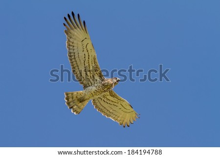 A Short-toed Eagle (Circaetus gallicus) flying over with a snake in its mouth