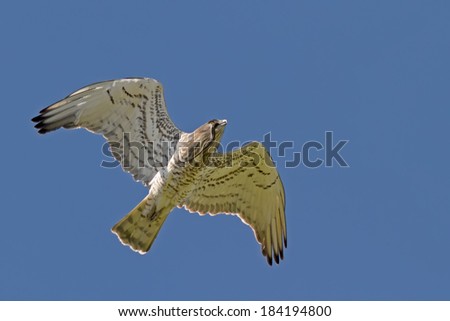 A Short-toed Eagle (Circaetus gallicus) flying over with a snake in its mouth