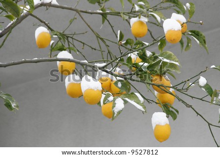 Lemons covered with snow