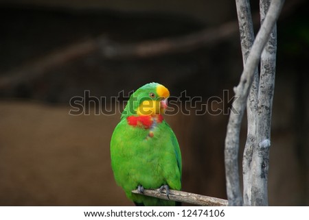 A colourful green, red, and yellow parrot