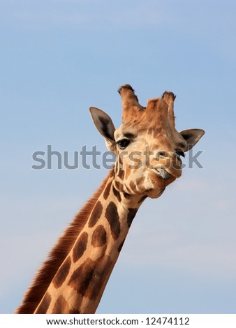 A giraffe showing us her tongue