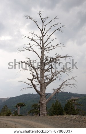 A bare lonely tree on the preservation area of Valia Calda, northern Greece