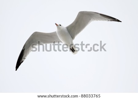 a gull