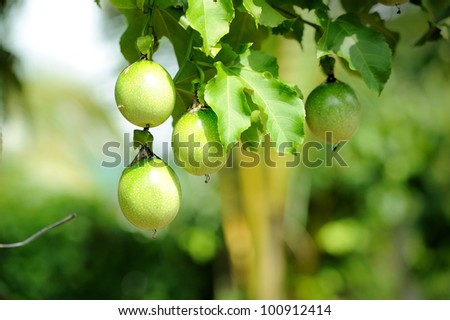 Fresh passion fruit in the garden