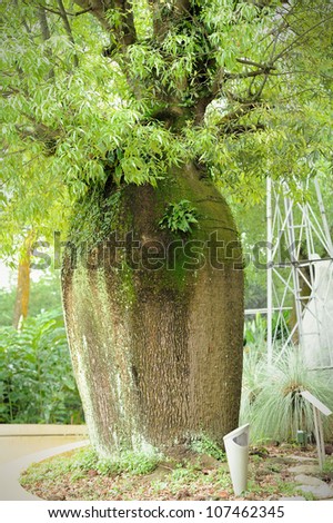 Bottle Tree (Brachychiton rupestris). It survive in dry habitats by storing water in thier swollen trunks. This tree was already 120 years old when planted in 2004.