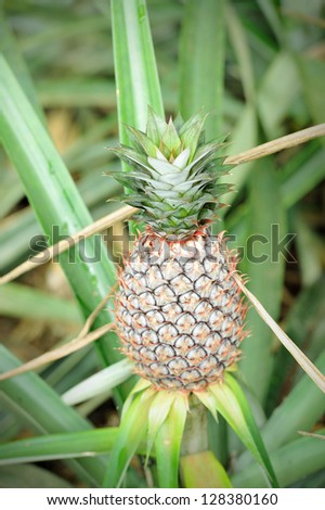 Nature tropical Pineapple in the farm