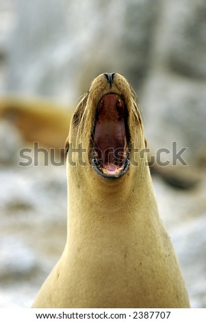 Big mouth. Galapagos seal yawning.