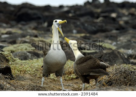 Get Your Message Across! Two albatross birds facing each other. One bird is with an open beak.