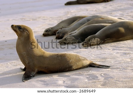 A group of Galapagos seals on a beach with one seal “guarding” the pack.