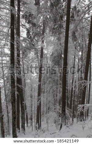 nice winter landscape in austria