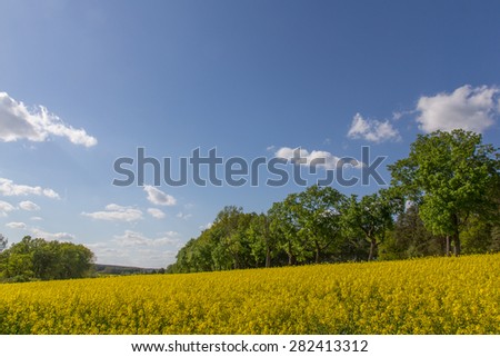 Spring landscape with canola fields on a sunny day, next to Schwandorf in Bavaria