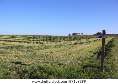 big grassland