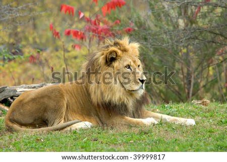 A male lion resting at the Kansas City Zoo.
