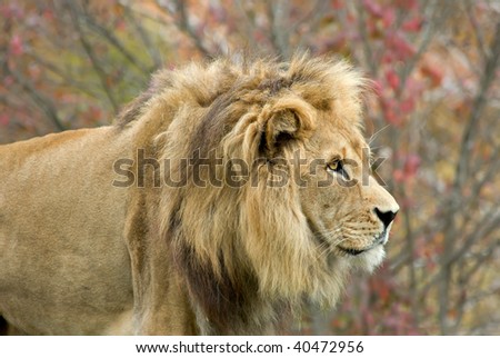 Adult male lion at the Kansas City Zoo.