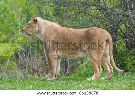 A lioness watching animals in the distance.
