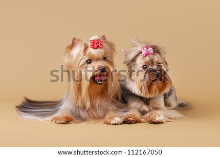 Light Brown Puppies