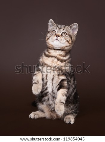 small black marble british kitten on dark brown background