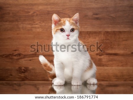 red highland kitten on mirror and wooden texture