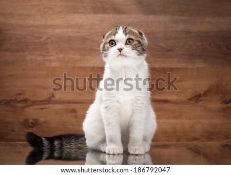 scottish fold kitten on mirror and wooden texture