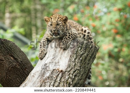 amur leopard in open-air cage