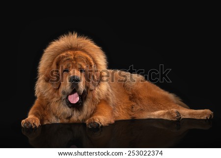 Tibetan mastiff on black background
