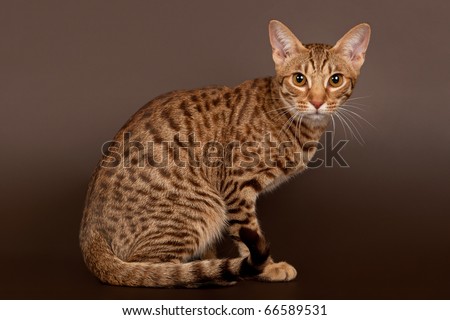 stock photo : ocicat male cat