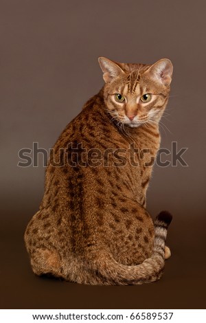 ocicat male cat on dark brown background