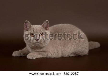 Lilac british female cat on dark brown background