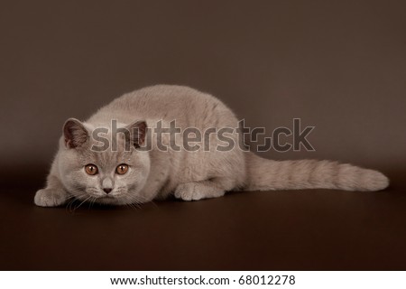 Lilac british female cat on dark brown background