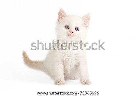 http://image.shutterstock.com/display_pic_with_logo/685300/685300,1303678536,2/stock-photo-red-color-point-siberian-kitten-on-white-background-75868096.jpg