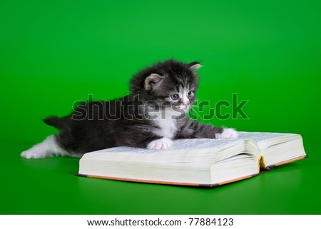 Siberian black tiger kitten with book on light green background