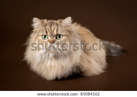 Young manchkin cat on dark brown background
