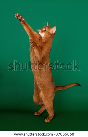 Ruddy abyssinian cat on black green background