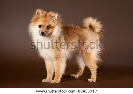brown spitz puppy