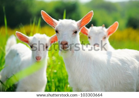 Goats on pasture
