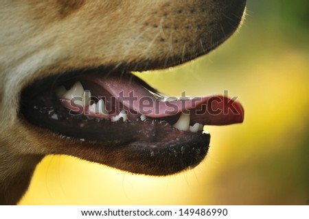 Labrador mouth close-up.