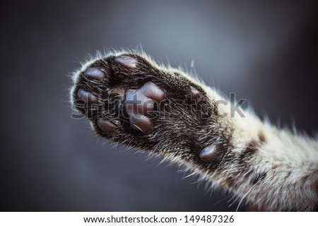 gentle cat feet close-up