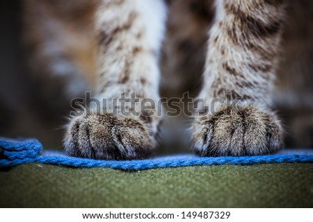 gentle cat feet close-up