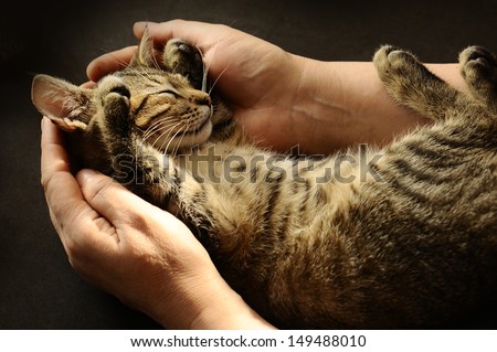 Tabby Cat In The Hands Of The Owner.