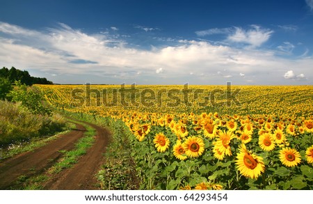 Summer landscape with a field of sunflowers, a dirt road and a tree