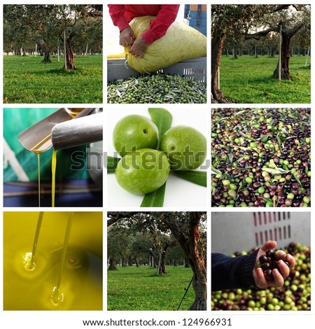 Processing of olives and olive oil