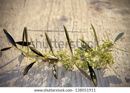 Olive branch flower on a wooden base