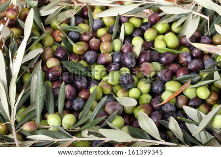Green and black olives with a frame of branches and leaves of olive tree
