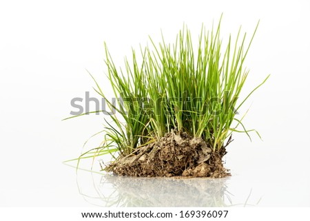Bush of green grass from meadow