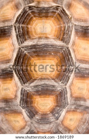 African Spurred Tortoise Shell